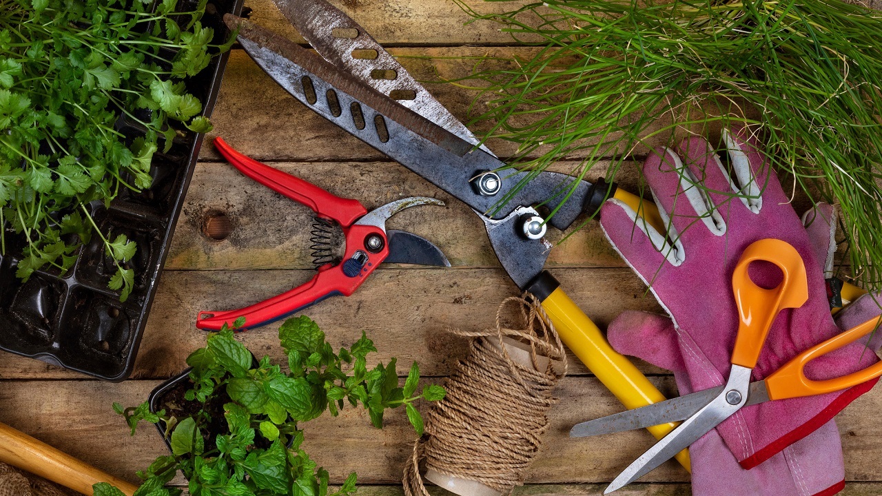 Understanding the Key Differences for Garden Success: Shears vs. Pruners