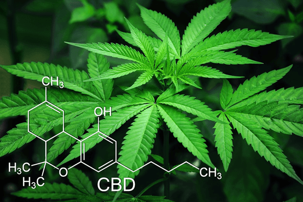 Does CBD Oil Lower Cholesterol?